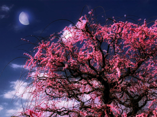 32930 (a): :1024x768